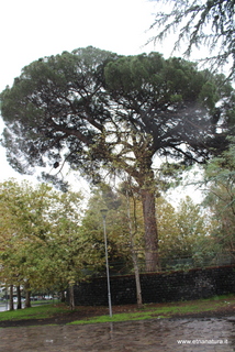 Pino di Pedara